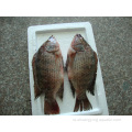 Замороженная тилапия рыба oreochromis niloticus потрошение